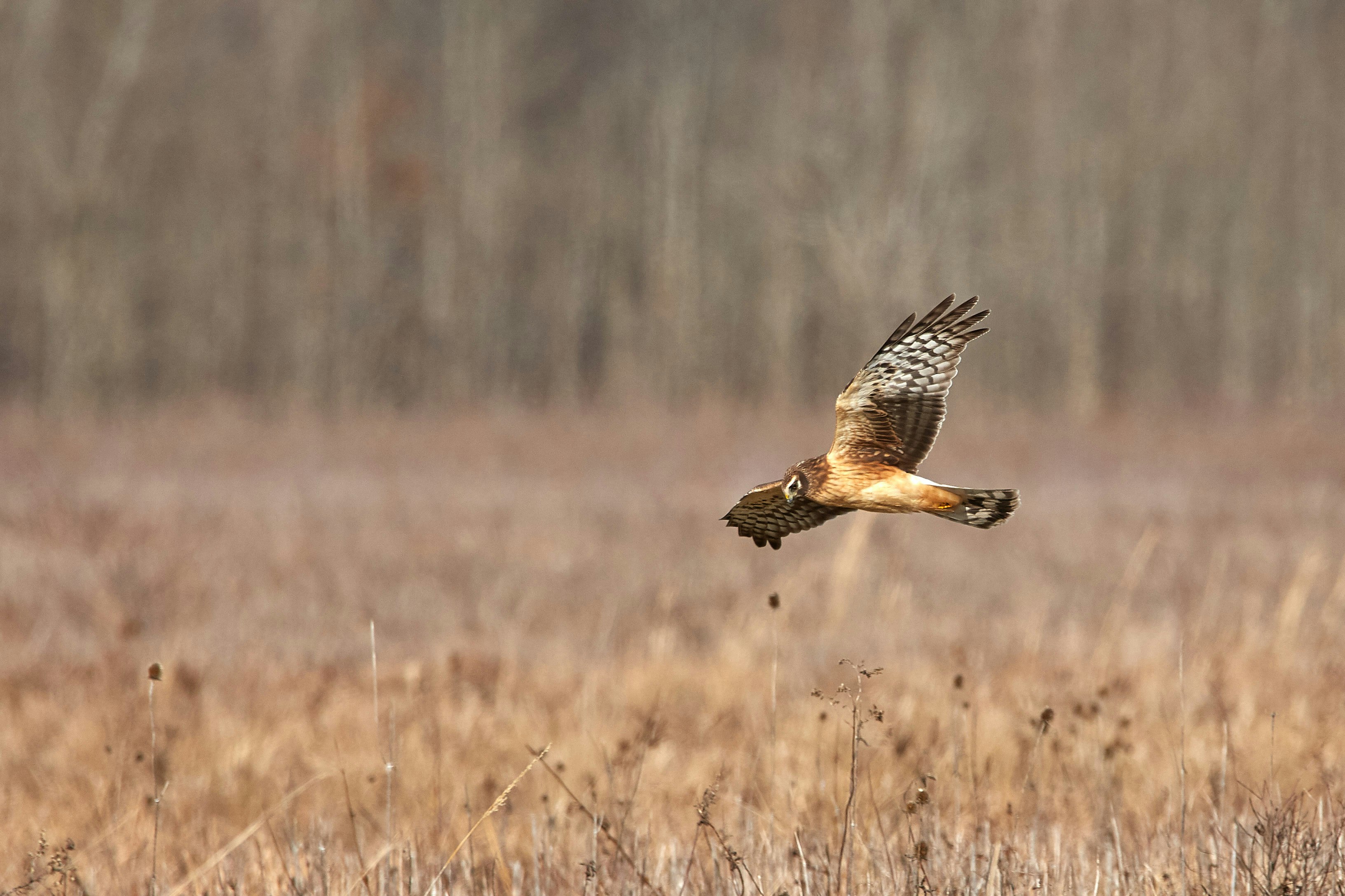 brown and black bird flying over brown grass field during daytime